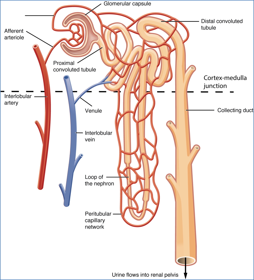 Microvascular Supply