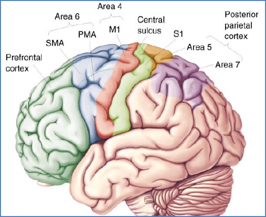 Motor areas