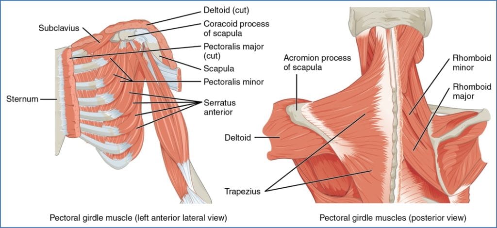 Upper Limb Muscles - Muscles That Move The Humerus