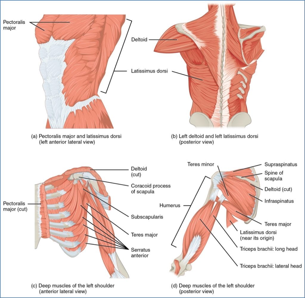 Upper Limb Muscles - Muscles That Move The Humerus