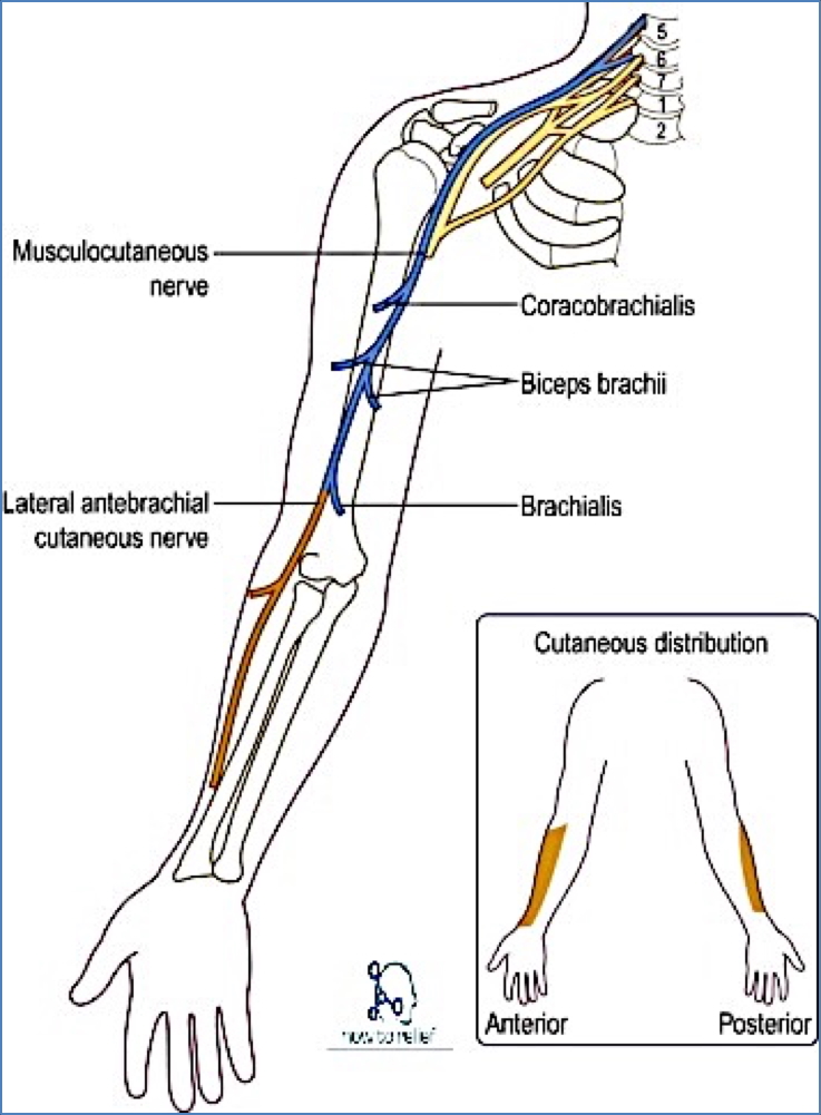 Musculocutaneous nerve