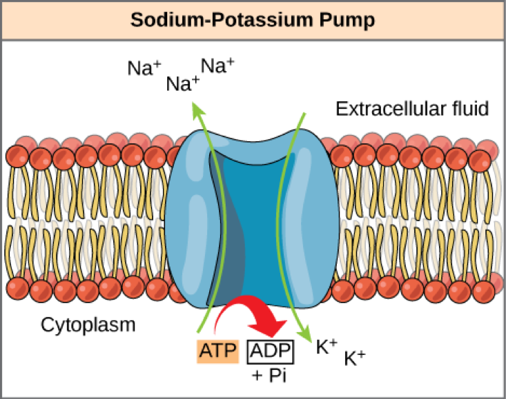 Na:K ATPase