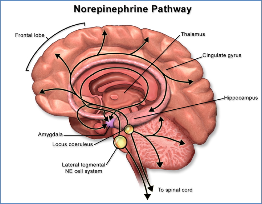 Nor-Epinephrine pathway