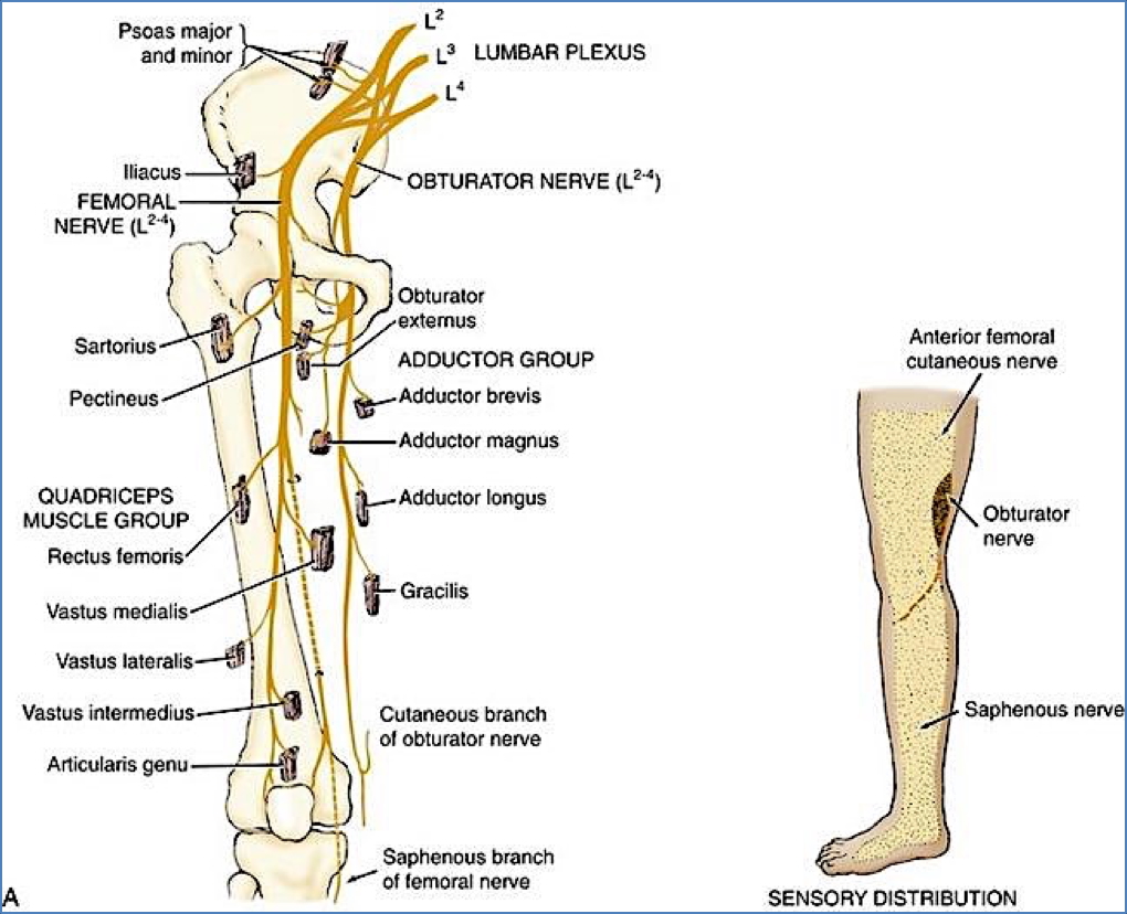 Lumbar Plexus - Obturator nerve