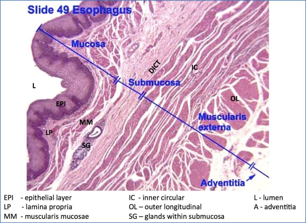 Oesophagus