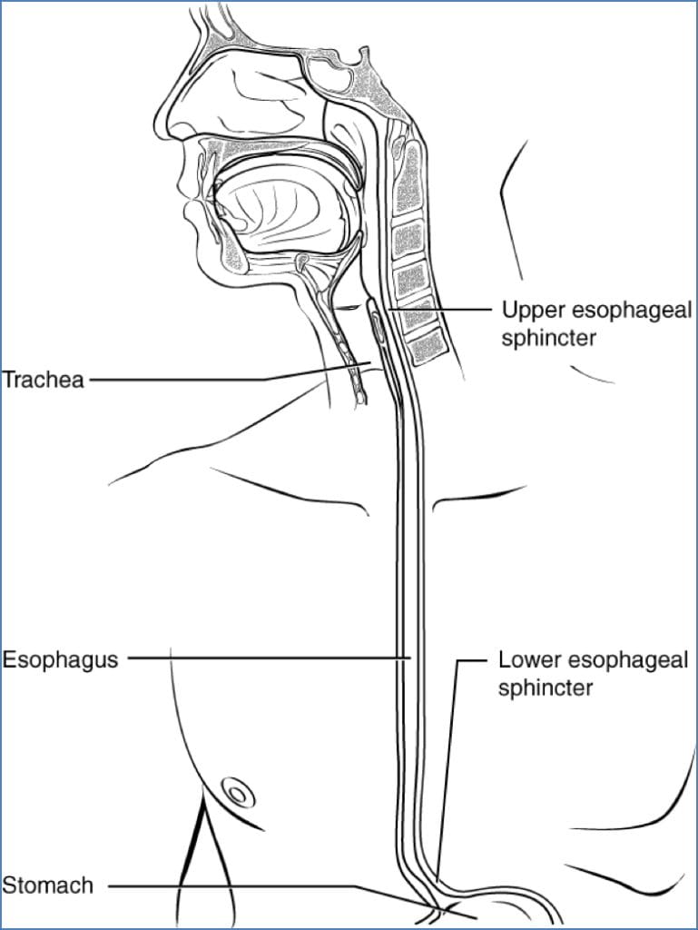 GI tract anatomy: Oesophagus