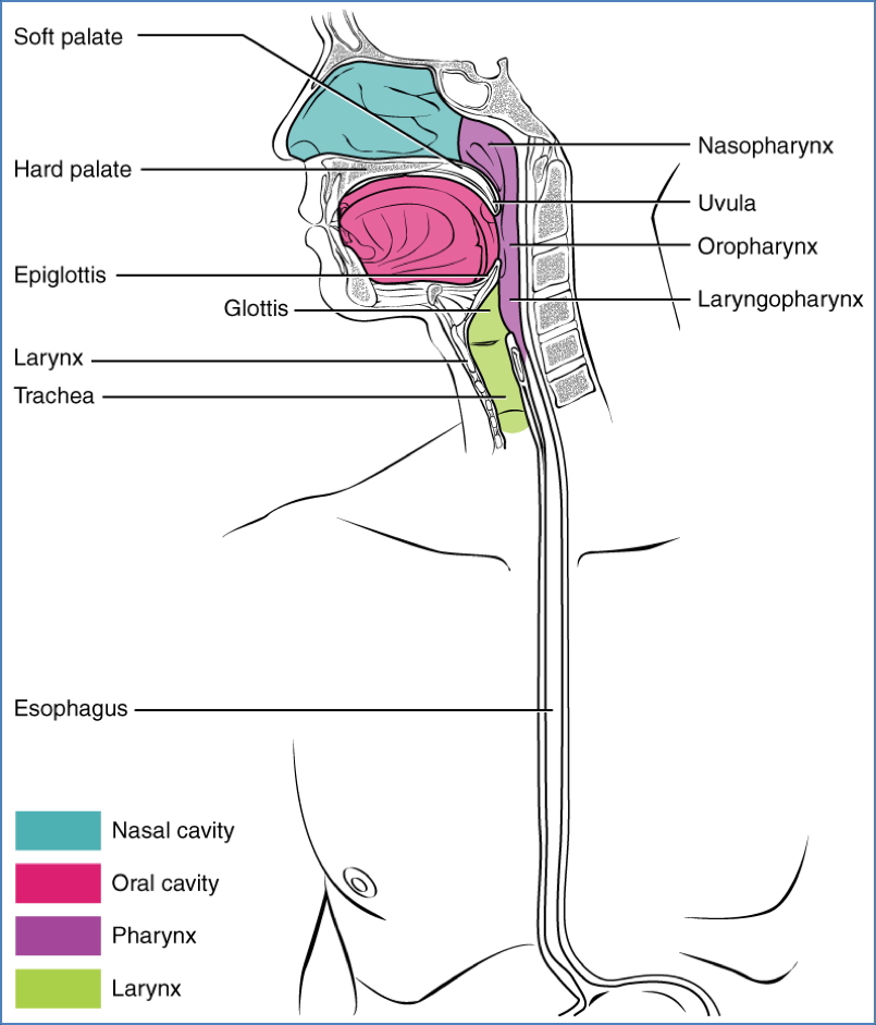 GI tract anatomy: Oral Cavity & Pharynx