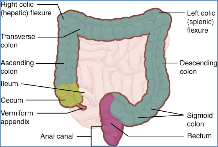 GI tract anatomy: Order of Passage Of Faecal Matter Through Colon
