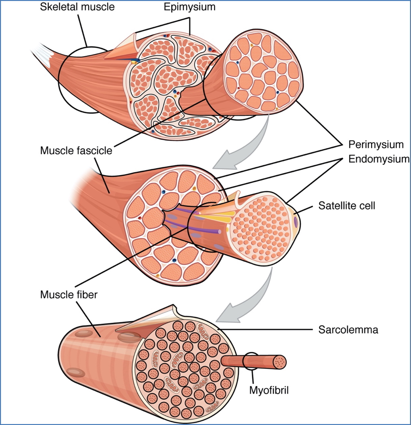 Organisation of Muscle Tissue