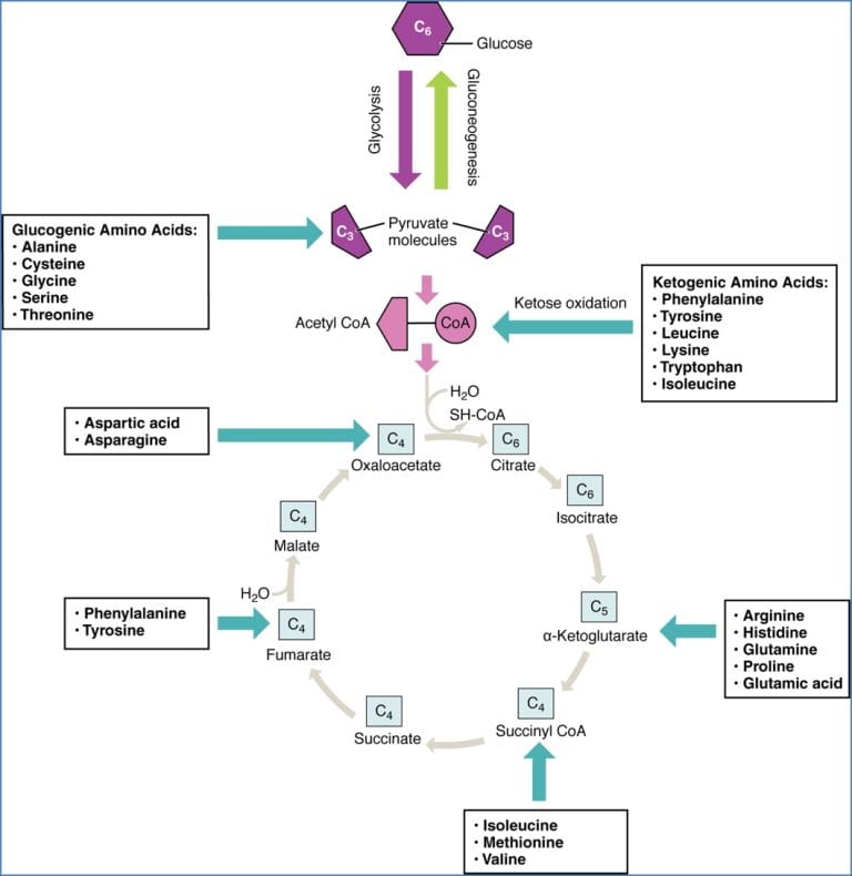 Amino Acid Metabolism | Cell Bio & Biochem | MedStudentNotes