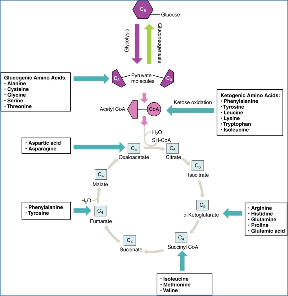 Overview of Amino Acid Metabolism