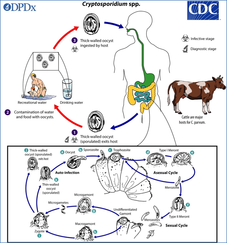 PARASITIC GUT INFECTIONS - Cryptosporidium