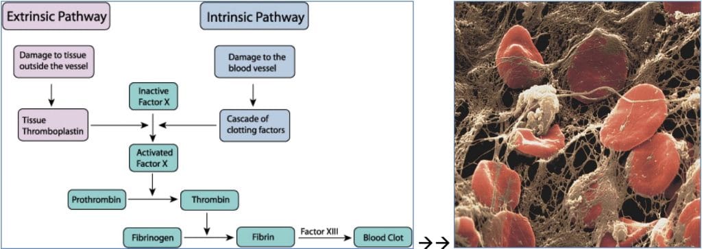 Haemostasis extrinsic and intrinsic pathway