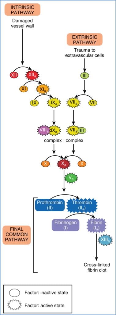 PHASE 2. SECONDARY HAEMOSTASIS