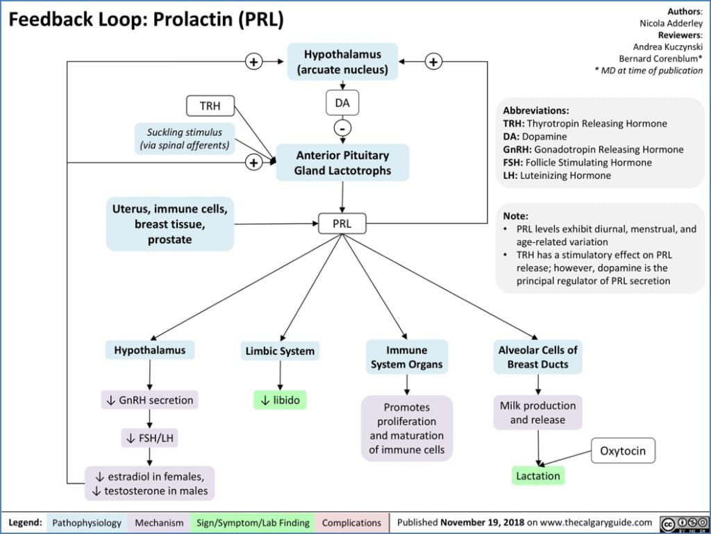 PRL – Prolactin