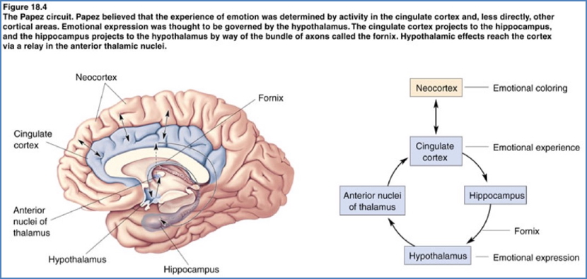 Neurobiology of emotions - Papez circuit