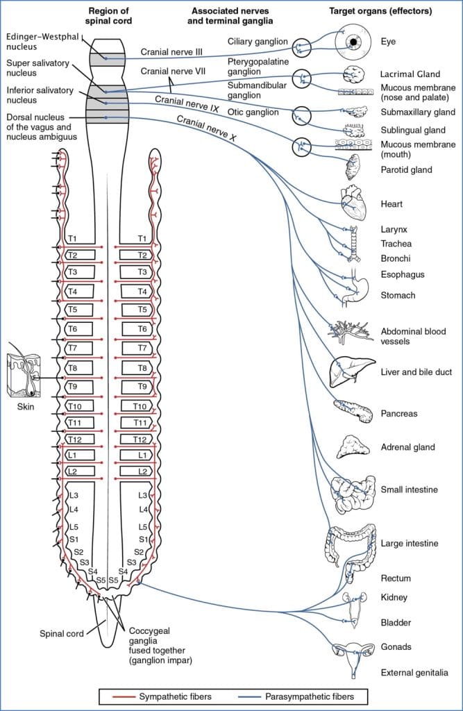 Parasympathetic nervous system target organs