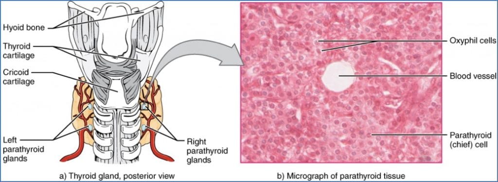 Parathyroid Anatomy