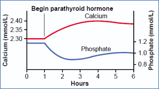 Parathyroid Hormone