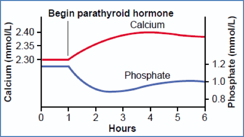 Parathyroid Hormone - Calcium & Phosphate Homeostasis