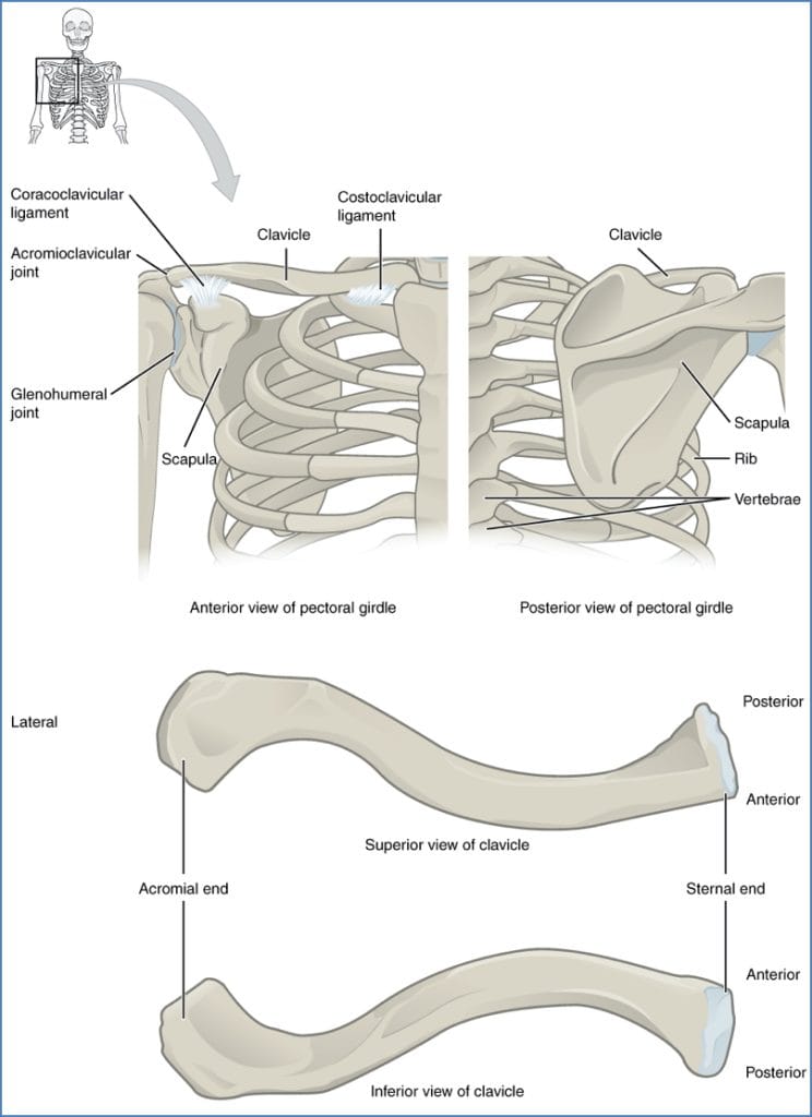 the skeleton - Pectoral Girdle