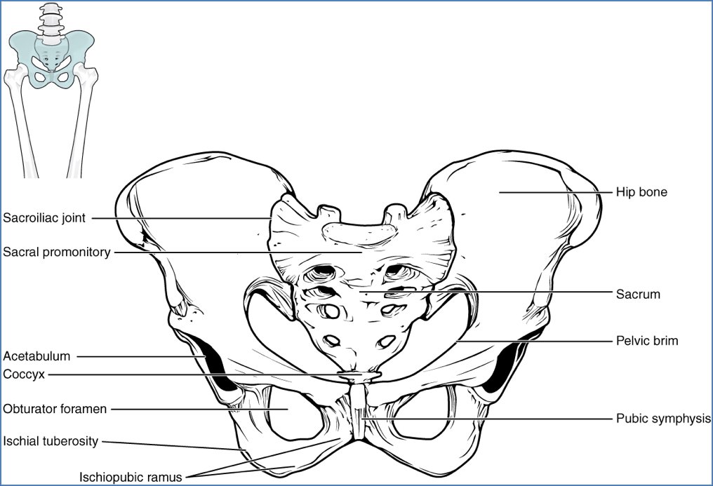 the skeleton - Pelvic Girdle