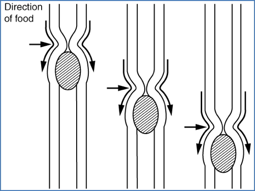 gastrointestinal motility - Peristalsis