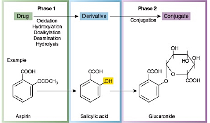 liver physiology: Phase II Reactions