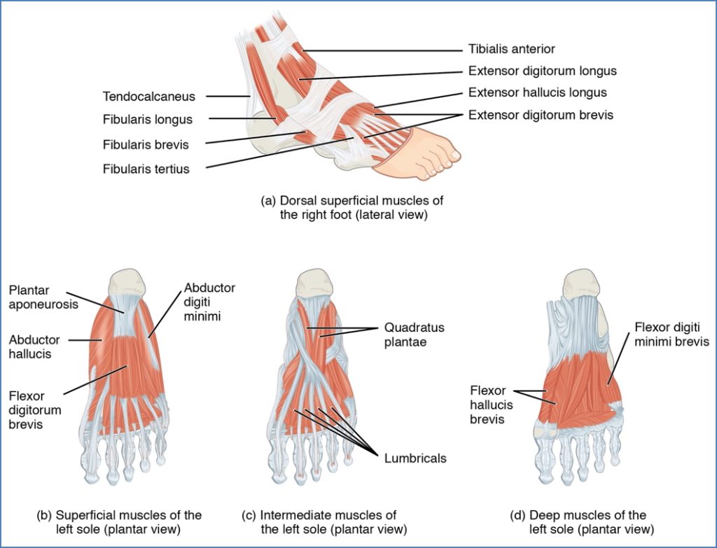 Intrinsic Muscles of the Foot