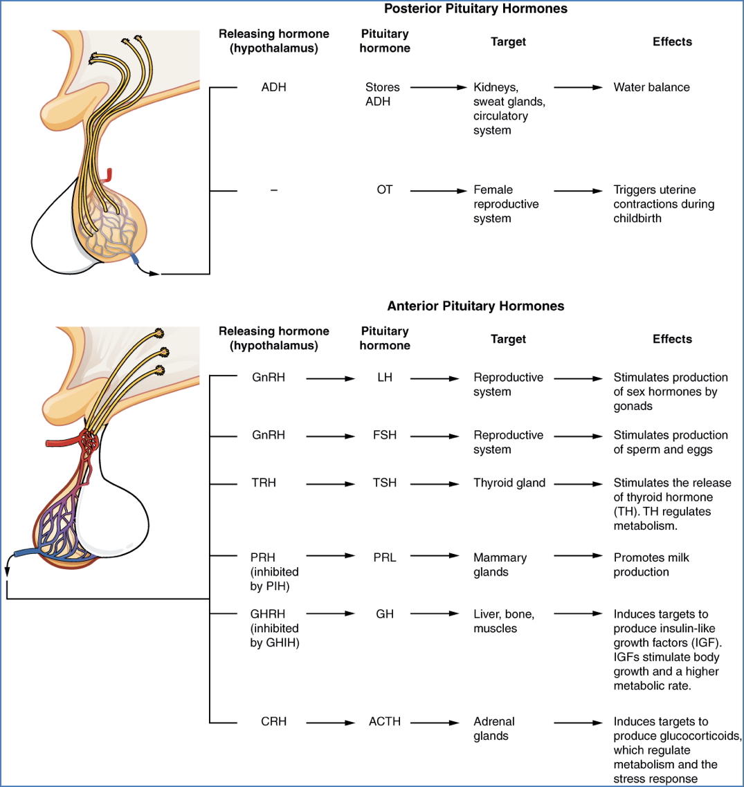 Pituitary Hormones
