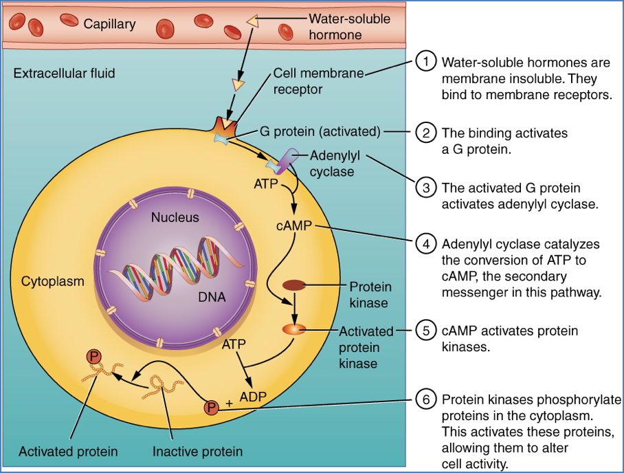 Plasma-Membrane-Bound-Receptors