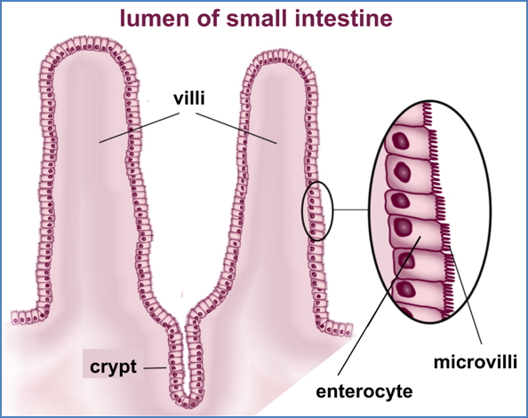 Plicae, Villi & Microvilli