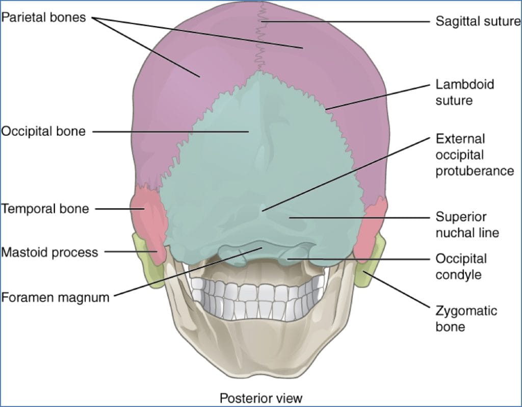 bones of the skull - Posterior View