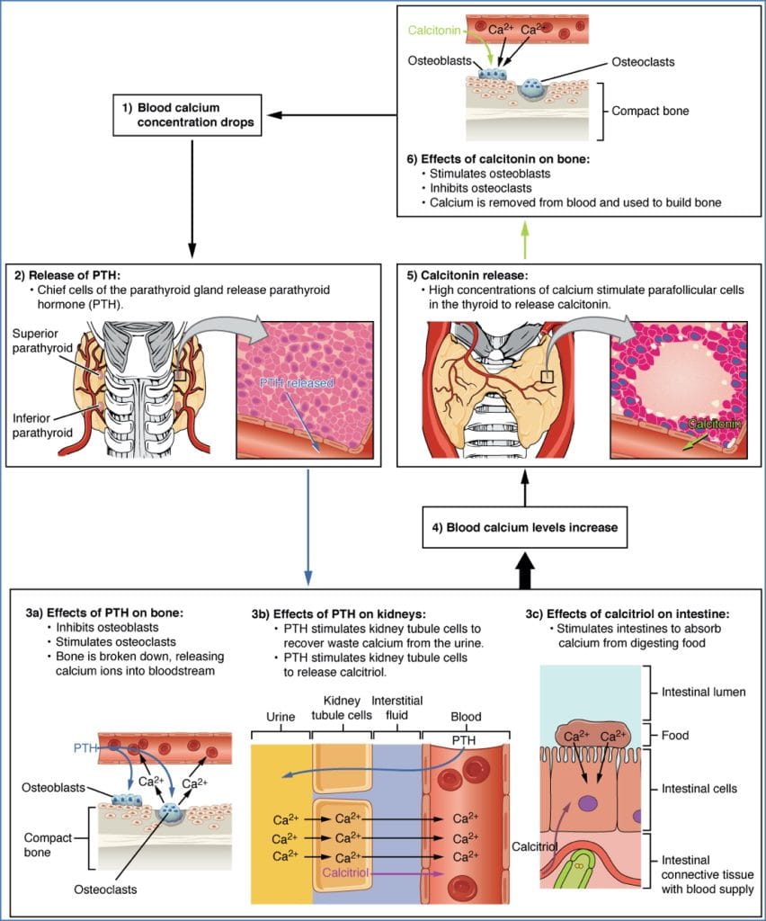 PTH Primary Effects