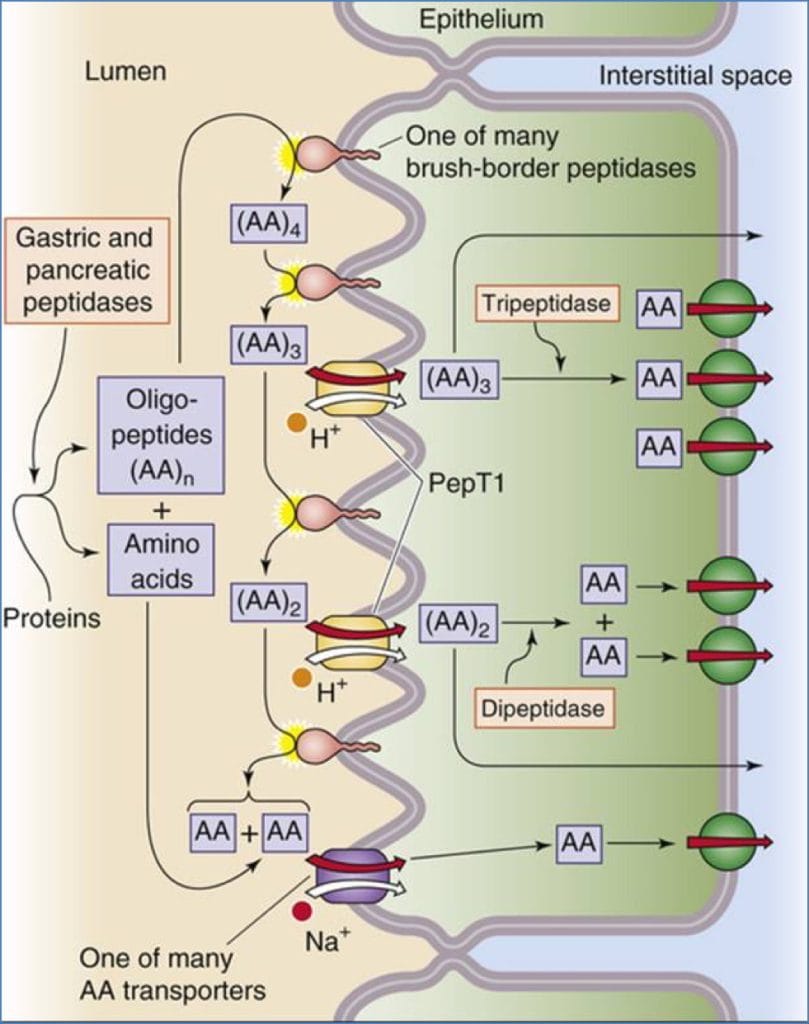 gastrointestinal absorption - Protein Absorption