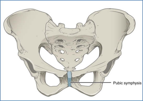 Pubic Symphysis