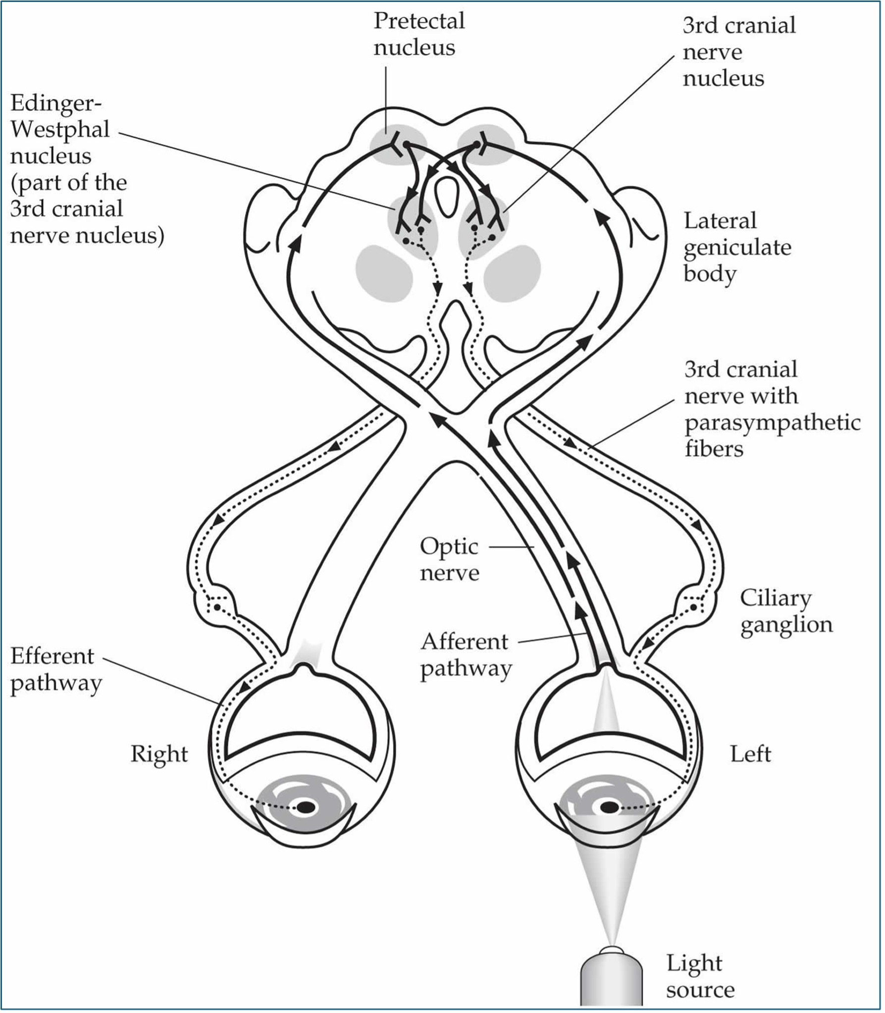Pupillary Reflexes
