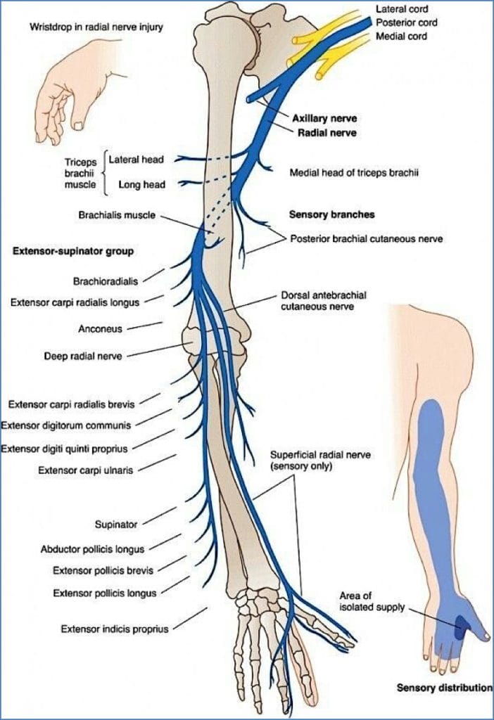 cervical and brachial plexuses - Radial nerve