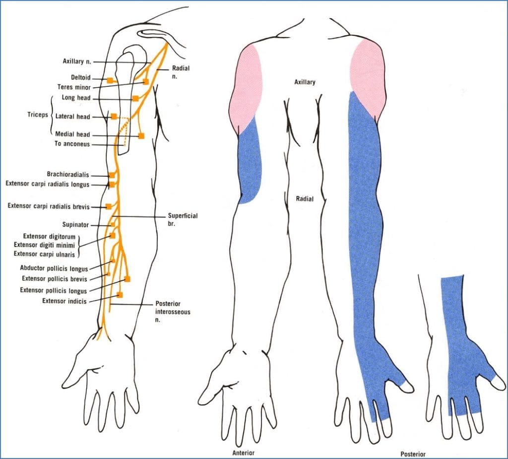 cervical and brachial plexuses - Axillary nerve 