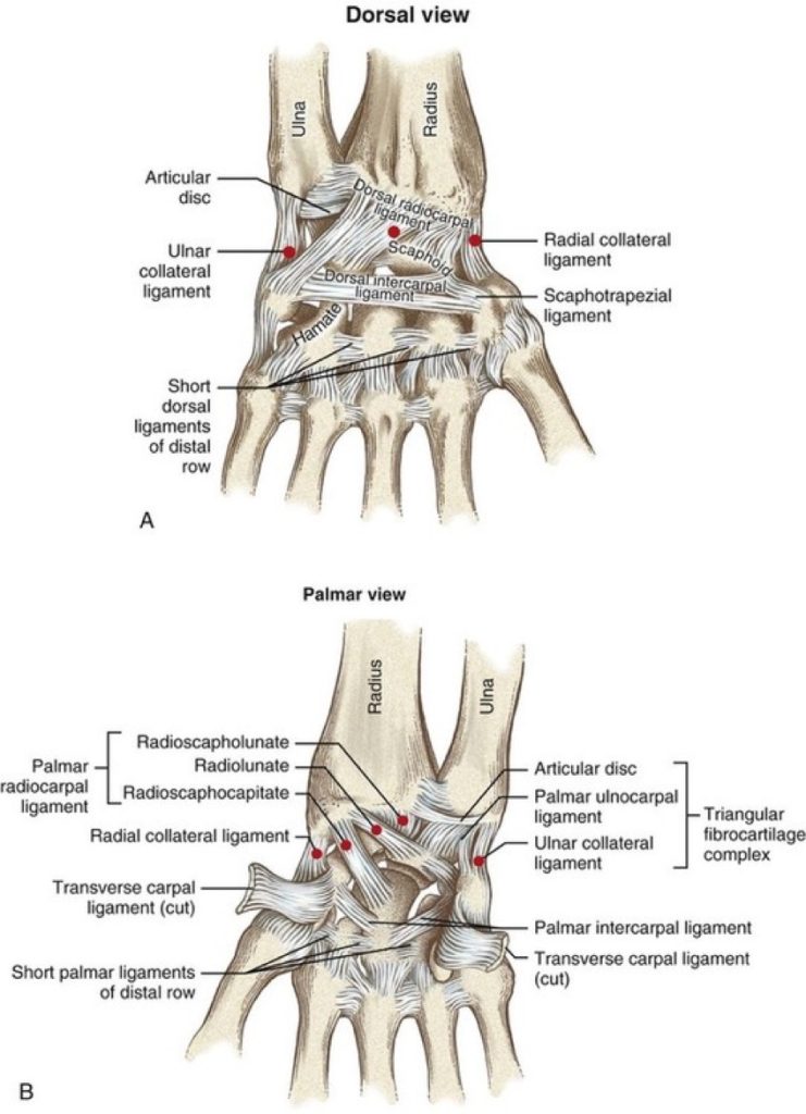 Radiocarpal Joint