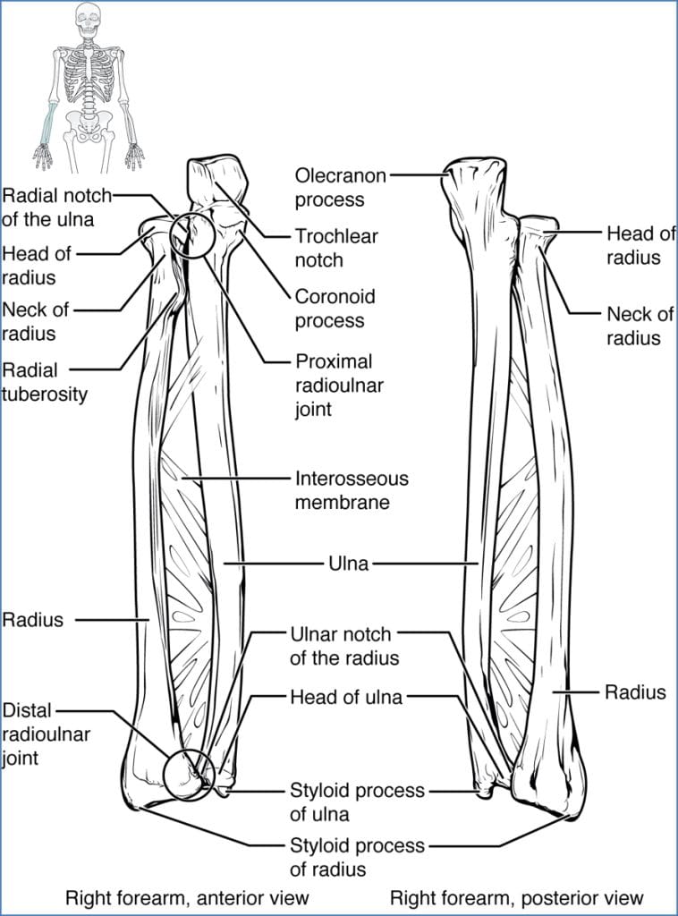 Upper Limb Bones - Radius
