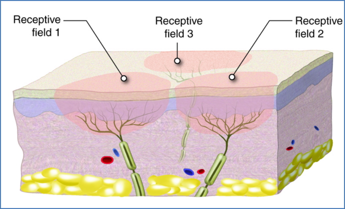 Somatosensory processing - Receptive fields