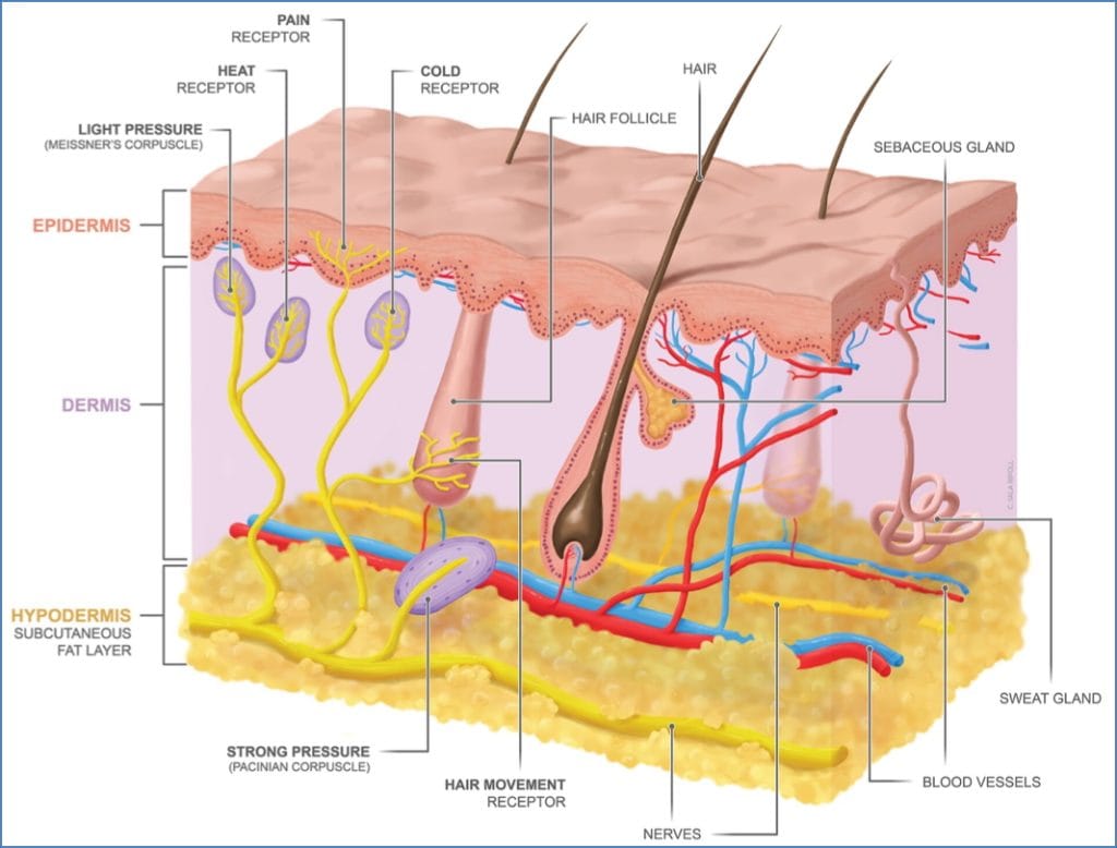 Somatosensory Processing - Receptors