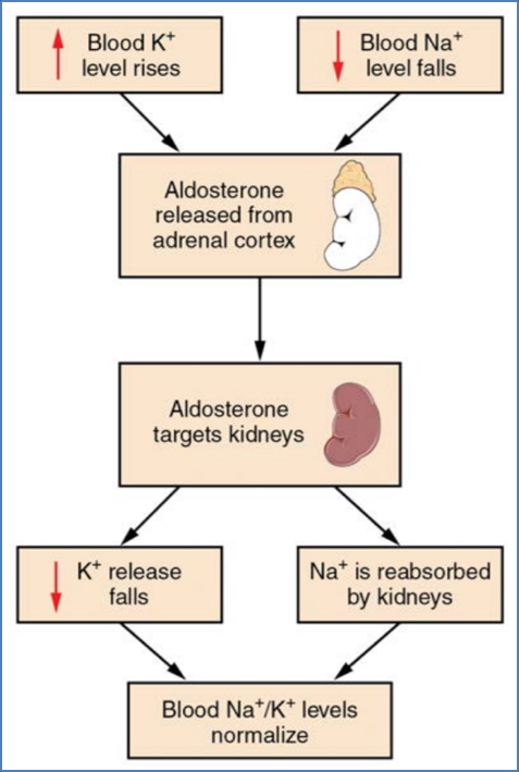 Electrolyte Balance - Regulating Potassium Levels