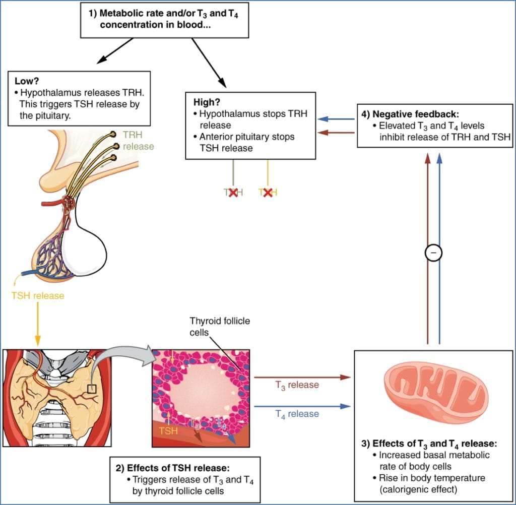 Regulation of Thyroid Hormone Production