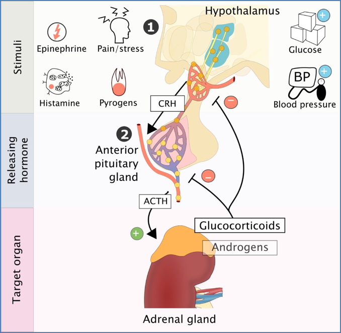 Regulation of the Adrenal Glands