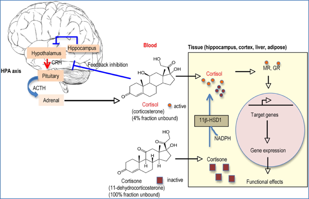 Adrenal Glands - Cortisol Release Feedback 