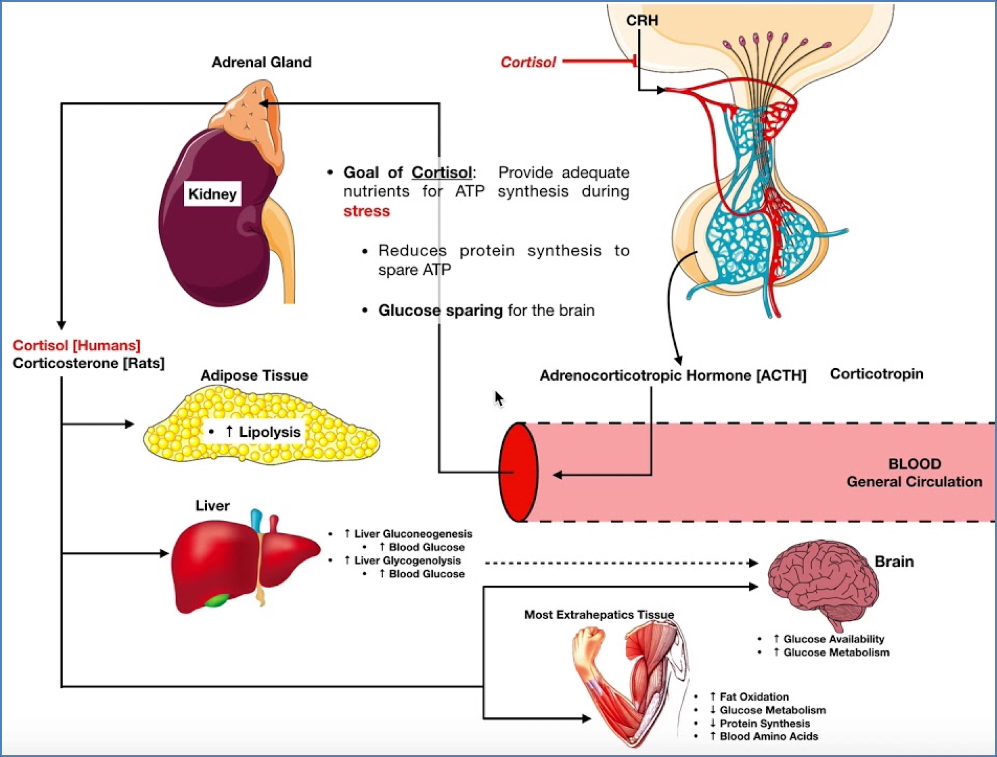 Adrenal Glands - Cortisol Release Feedback 