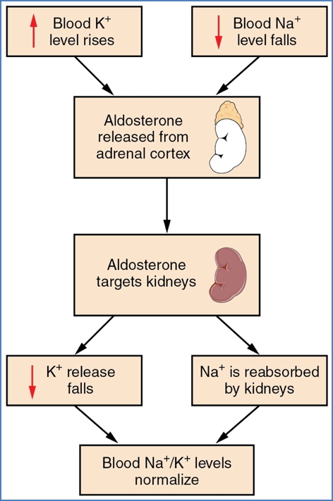 Aldosterone Feedback 
