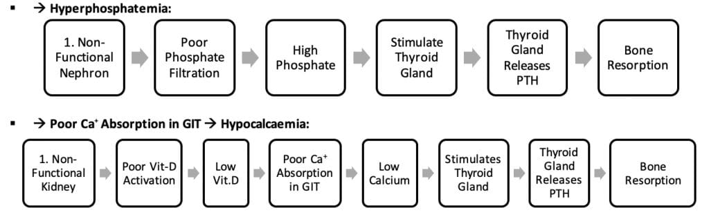 renal pathology overview - Renal Bone Disease